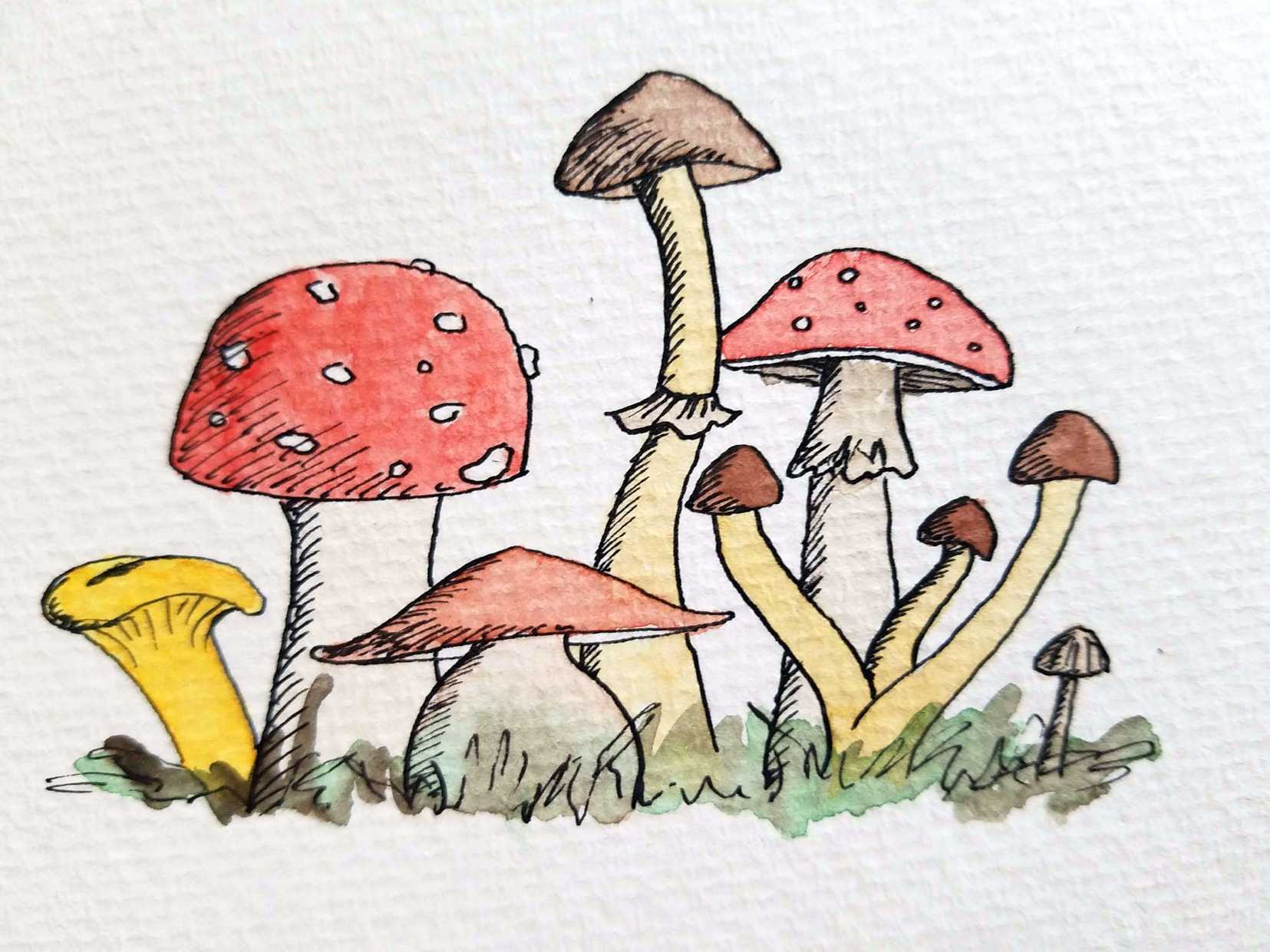 mushrooms